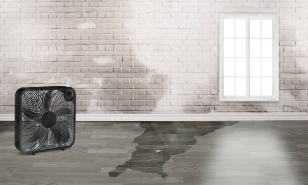 Best Basement water damage restoration  in Moorefield, WV